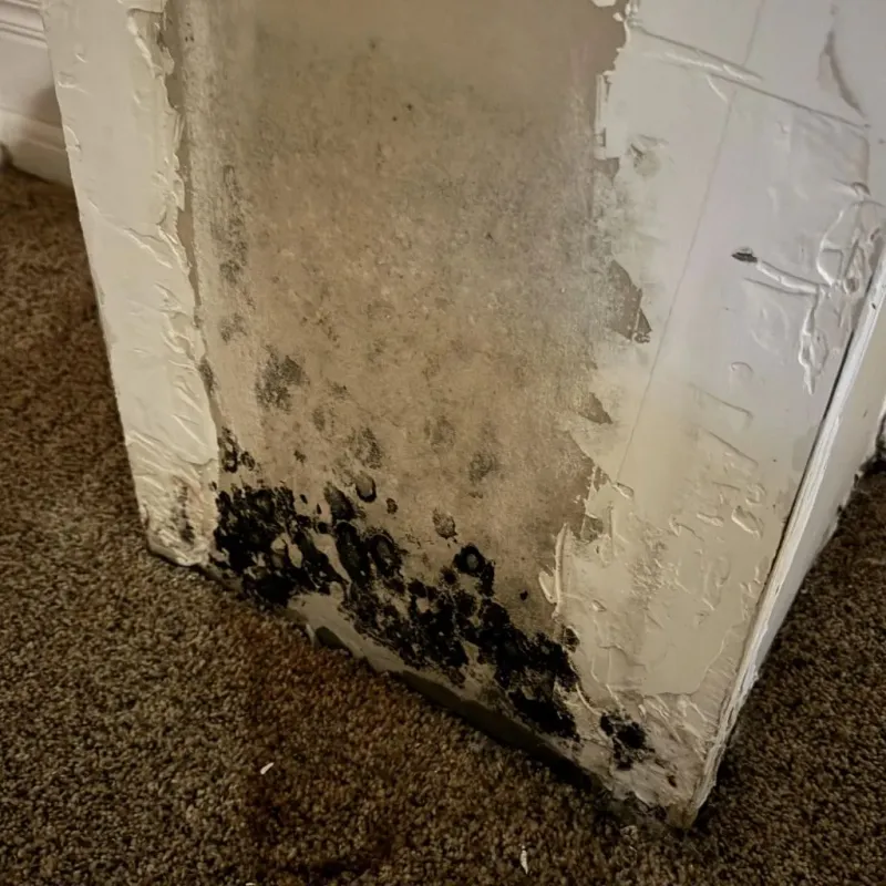 Professional Mold Removal in Plaistow, NH